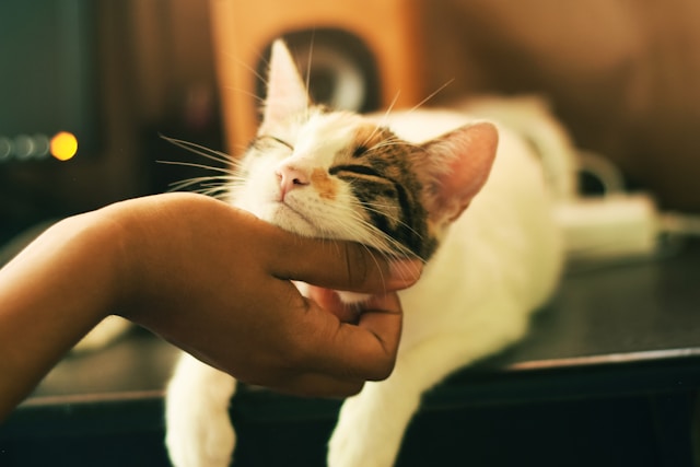 white and brown cat having his chin scratched Photo by Yerlin Matu on Unsplash